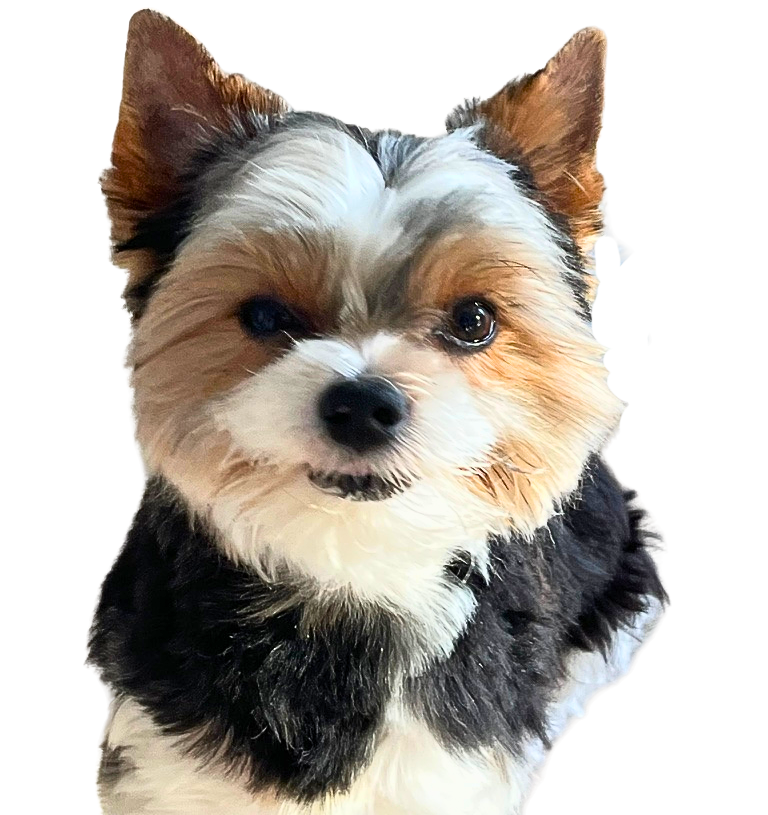 Snoopy der Biewer-Terrier
